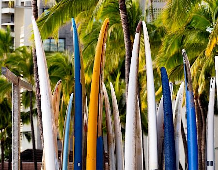 Rows of surfboards are lined up vertically in front of palm trees and a building, creating a vibrant and tropical scene.