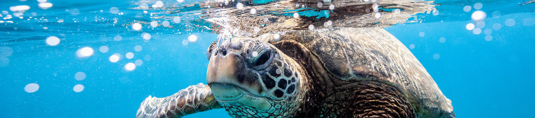 A sea turtle is swimming underwater with its head near the surface, surrounded by clear blue water and bubbles, capturing a close-up view.