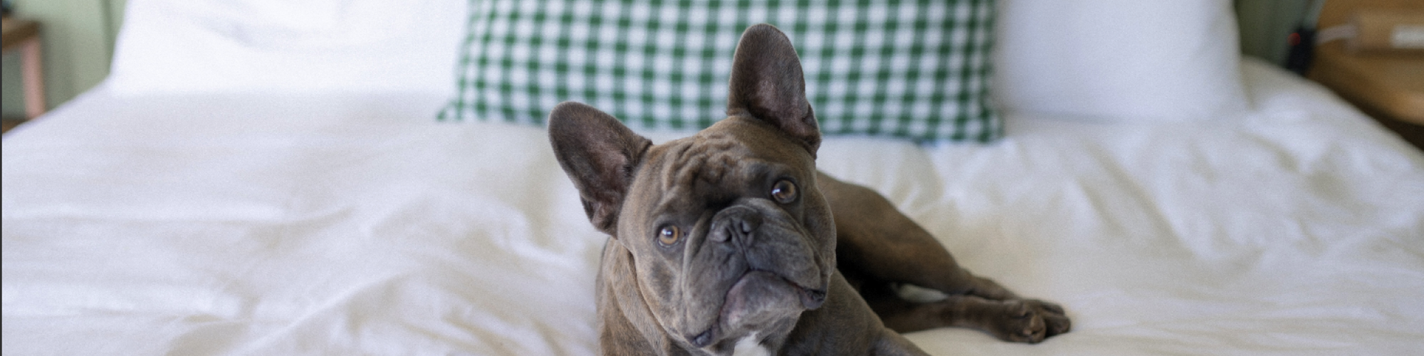 A French Bulldog is lounging on a neatly made bed with white linens and a green checkered pillow.