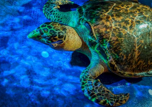 A sea turtle illuminated by blue lighting, swimming over a textured surface, casting patterns on its shell.