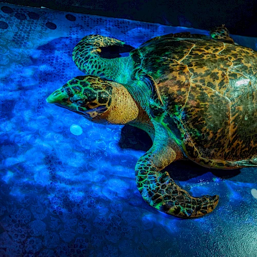 A sea turtle illuminated by blue lighting, swimming over a textured surface, casting patterns on its shell.