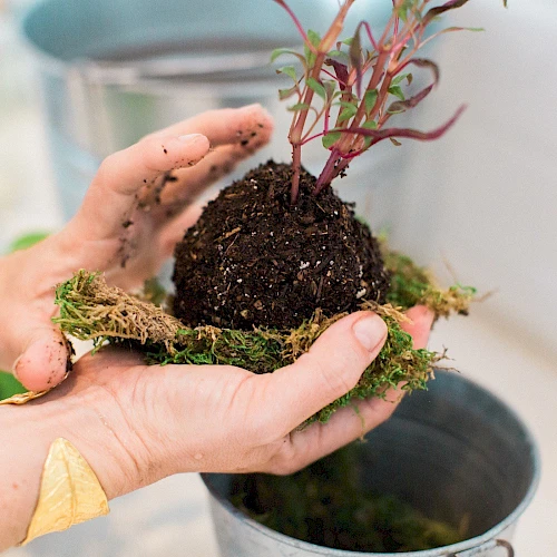 A person is holding a small plant with a soil-covered root ball and moss, likely preparing it for planting or creating a kokedama.