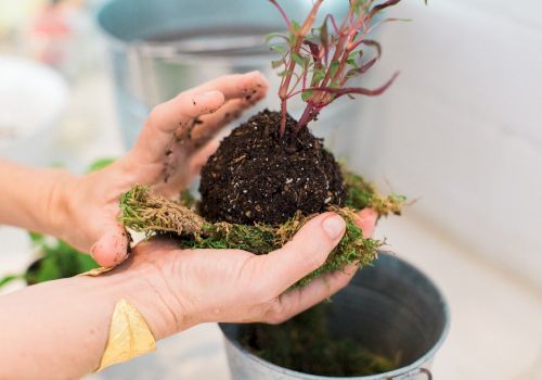 A person is holding a small plant with a soil-covered root ball and moss, likely preparing it for planting or creating a kokedama.