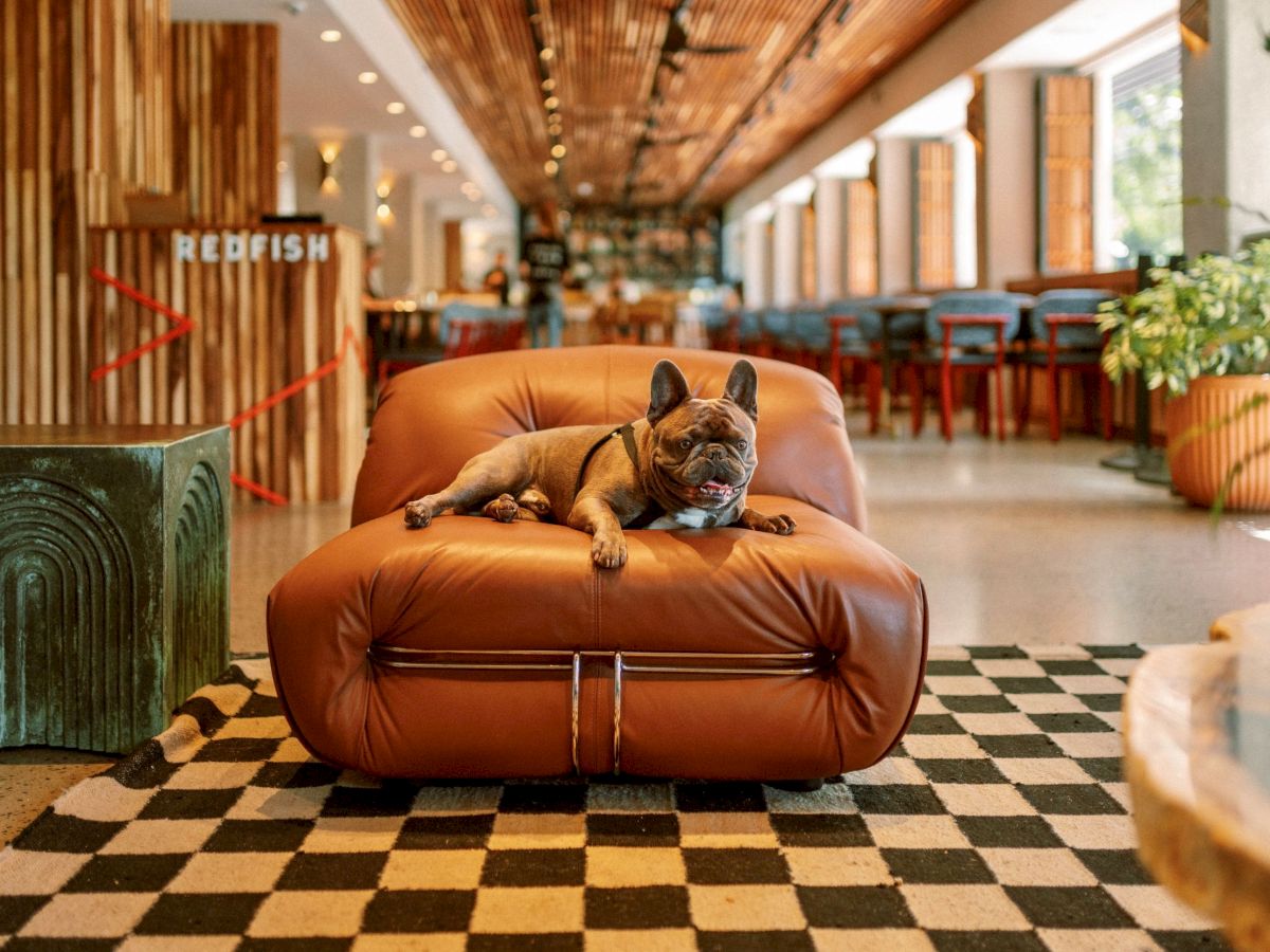 A brown bulldog is curled on a modern orange leather chair in a stylish, checkered-floor lounge with wooden dividers and plants in the background.