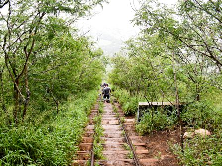 A narrow overgrown railway track runs through a lush green orchard with trees on both sides; a person sits or kneels on the track ahead.