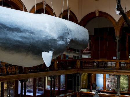 A museum hall features large suspended whale and smaller shark models hanging from chains overhead.